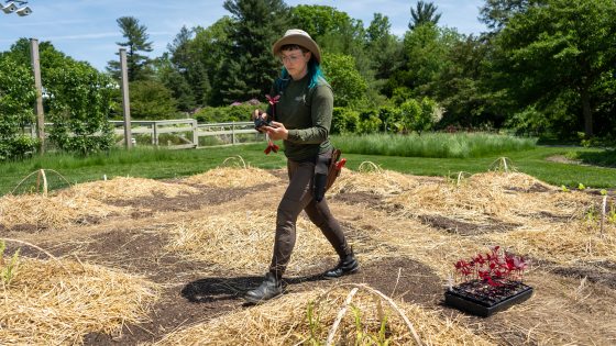 person in a garden bed preparing to plant red seedlings
